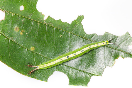 Top view caterpillar of siamese black prince butterfly on leafの写真素材
