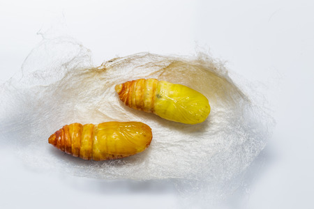 Molted cocoons of atlas moth from caterpillar stage