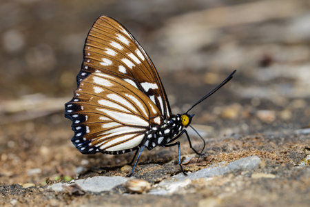 The Common Courtesan butterfly is sucking foodの写真素材