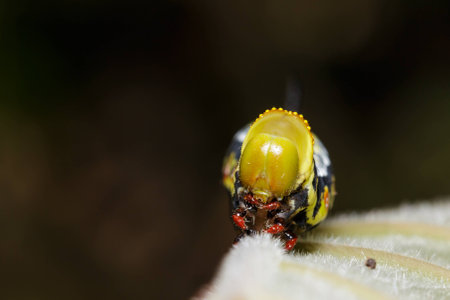 Head of Pellucid Hawk Moth Cephonodes hylas Linnaeus caterpillar on leafの写真素材