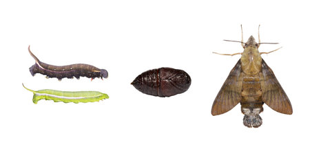 Life cycle  of macroglossum sitiene moth isolated with clipping pathの写真素材
