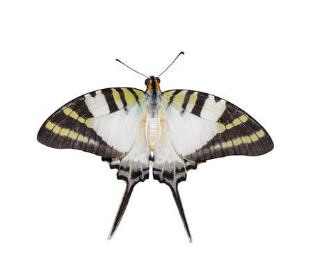 Isolated top view of five bar swordtail butterfly antiphates pompilius with clipping pathの写真素材
