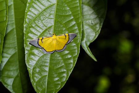 Yellow Celerena signata moth  hanging under leafの写真素材