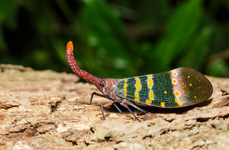 Pyrops karenia lantern bug or planthopper clinging on the tree in nature
