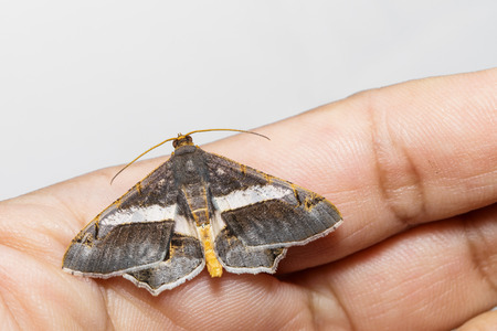 Semiothisa eleonora moth hanging with hand