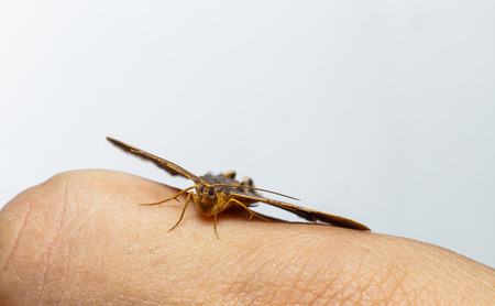 Semiothisa eleonora moth hanging with handの写真素材