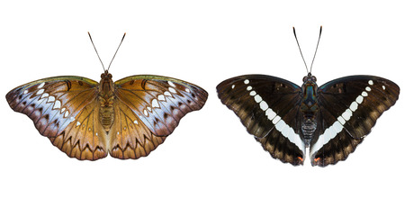 Isolated male and female Redtail Marquis (Euthalia recta monilis) with clipping pathの写真素材