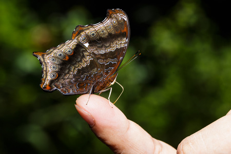 Wizard butterfly (Rhinopalpa polynice) Sucking food on human fingerの写真素材