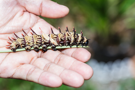 Caterpillar of golden  ( common ) birdwing butterfly on handの写真素材