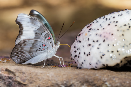 Redspot Duke butterfly (Euthalia evelina) is sucking food from fruitの写真素材