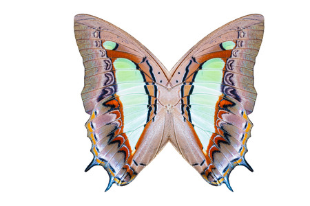 Texture of common nawab butterfly wingsの写真素材