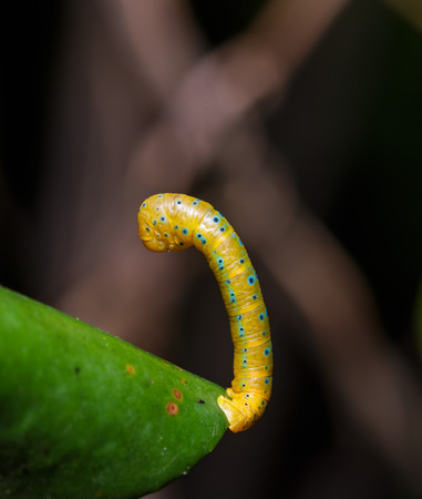 Caterpillar of Dysphania militaris moths hanging on leafの写真素材
