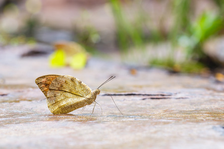 The great orange tip Hebomoia glaucippe butterfly sucking waterの写真素材
