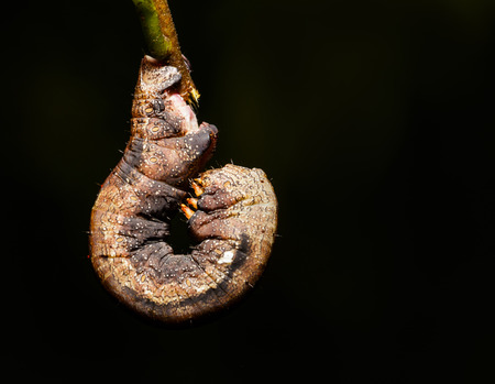 Camouflaged caterpillar of geometrid moth on twig