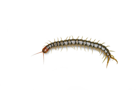 Centipede isolated on white with clipping path