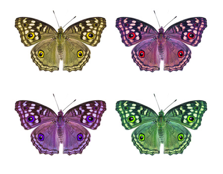 Isolated Lemon Pansy butterfly with clipping pathの写真素材