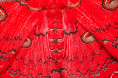 Texture of red and brown sikkim silk mothの写真素材