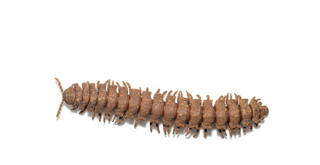 Hard skin millipede ( Polydesmidae ) on white background