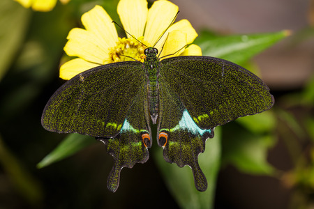 Paris Peacock butterfly resting on flowerの写真素材