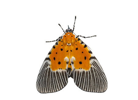 Isolated male of broad-winged tiger moth with clipping pathの写真素材
