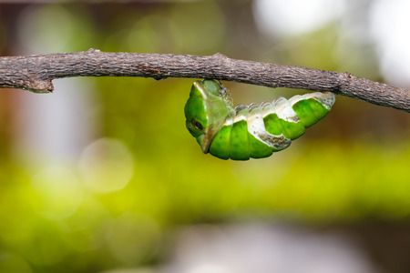 Caterpillar of great mormon butterfly hanging on twig before molting to pupaの写真素材