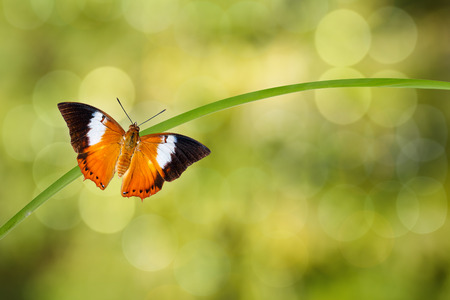 Tawny Rajah butterfly resting on twig with green background