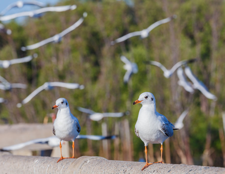 Brown-headed seagulls (Larus brunnicephalus)