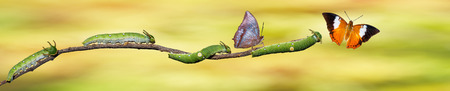 Caterpillar and Tawny Rajah butterfly on twig
