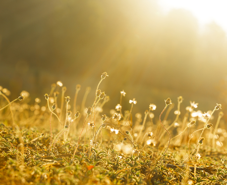 Orange sun light on meadow flowers in the morningの写真素材