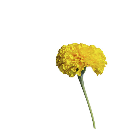 Isolated yellow marigold flower with clipping pathの写真素材