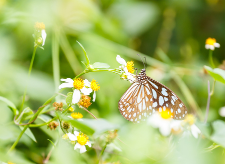 Dark Blue Tiger butterfly  sucking food from flower in gardenの写真素材