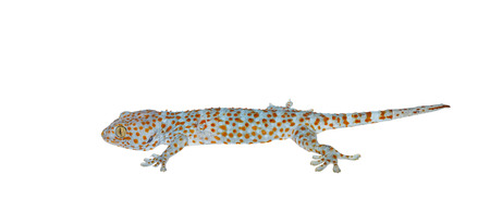 Isolated gecko on white background with clipping path