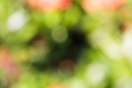 Red and green color , Christmas backgroundの写真素材