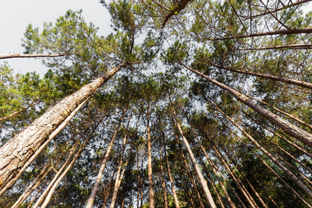 Sunlight on the top of green pinesの写真素材