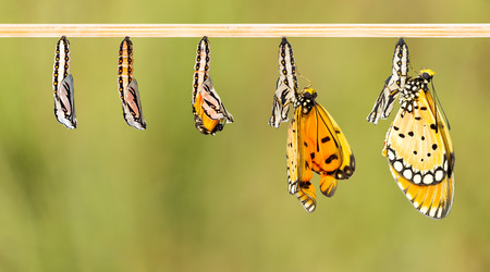 Mature cocoon transform to Tawny Coster butterfly white clipping pathの写真素材