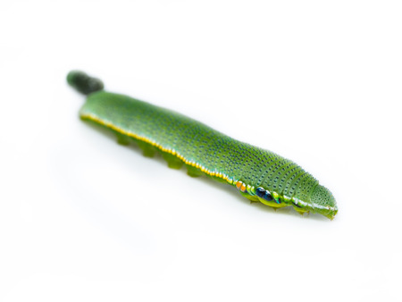 Close up caterpillar of great orange tip butterflyの写真素材