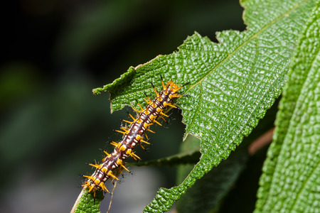 Caterpillar of yellow coster butterfly resting on host plantの写真素材