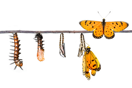 Life cycle of Tawny Coster transform from caterpillar to butterfly on whiteの写真素材