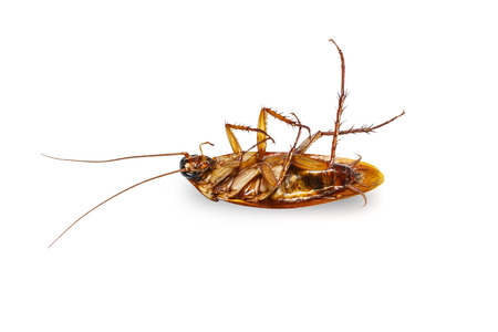 Isolated dead brown cockroach on white