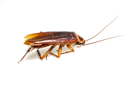 Isolated dead brown cockroach on white