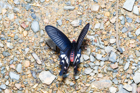 Adamson's Rose butterfly (Byasa adamsoni) is sucking food from wet grpundの写真素材