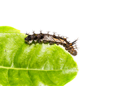 Caterpillar of the commander ( Moduza procris ) butterfly hanging on host plant