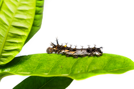 Caterpillar of the commander ( Moduza procris ) butterfly hanging on host plantの写真素材