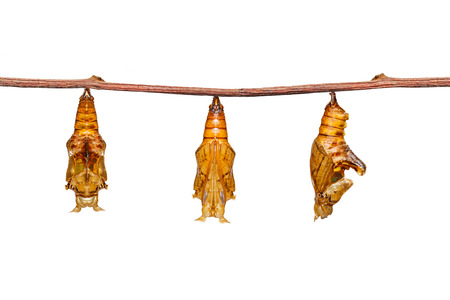 Isolated chrysalisof colour segeant butterfly ( Athyma nefte )  hanging on twig with clipping path