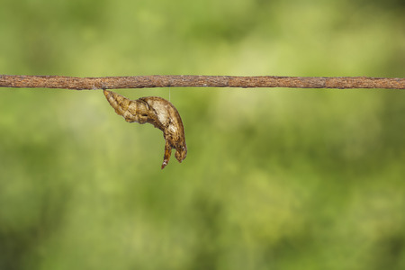 Chrysalis of banded swallowtail butterfly (Papilio demolion) hanging on twigの写真素材