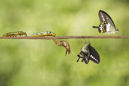 Transformation of banded swallowtail butterfly (Papilio demolion) from caterpillar and pupaの写真素材