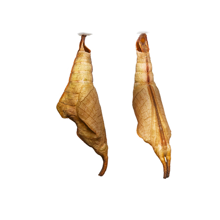 Isolated chrysalis of Common map (Cyrestis thyodamas ) butterfly on white with clipping pathの写真素材