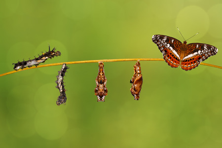 Transformation caterpillar to pupa of commander butterfly ( Moduza procris ) resting on twig with green backgroundの写真素材