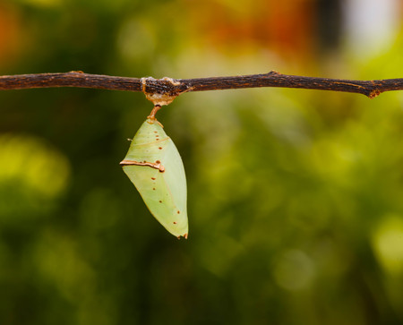 Chrisalis of the Common Archduke buttterfly  ( Lexias pardalis jadeitina ) hanging on twigの写真素材
