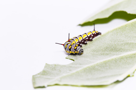 Caterpillar of plain tiger butterfly ( danaus chrysippus chrysippus )eating leaf of host plantの写真素材